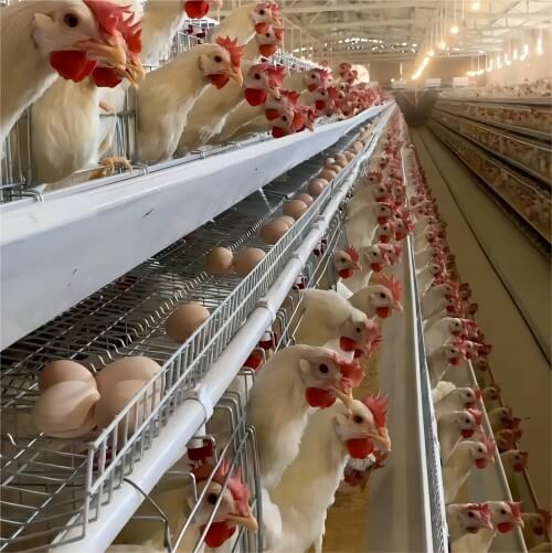 Système de cages pour poules pondeuses automatisé à vendre
