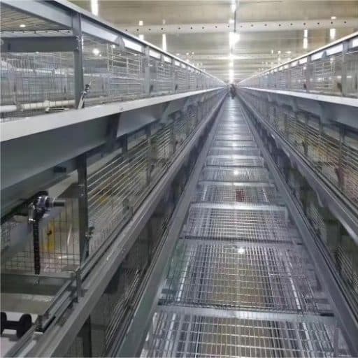 Système de cages pour poules pondeuses automatisé à vendre