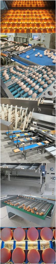 Machines de tri et de calibrage des œufs