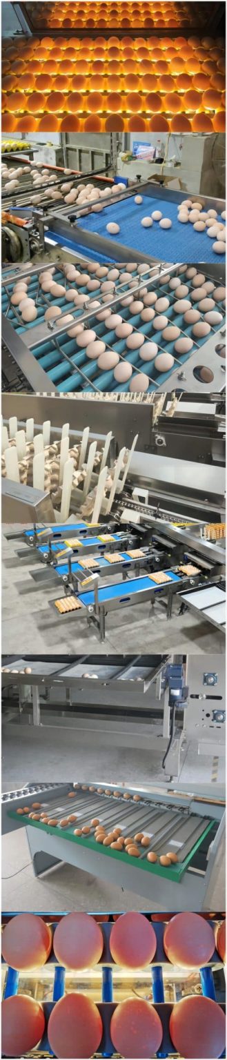Machines de tri et de calibrage des œufs