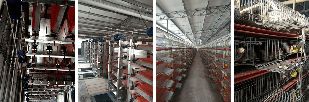 Commercial poultry equipment, chicken farm suppliers, automatic poultry machinery
