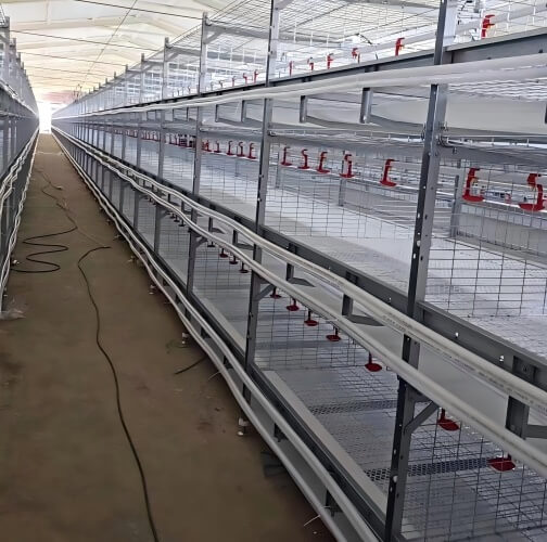 Solutions automatisées pour l’élevage de volailles | Tri & emballage des œufs intégré