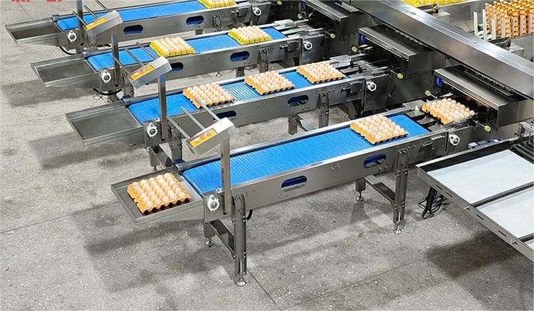 Solutions automatisées pour l’élevage de volailles | Tri & emballage des œufs intégré