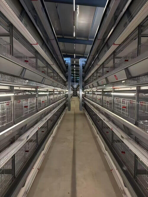 Équipements de pointe pour élevages avicoles Équipement avicole automatisé