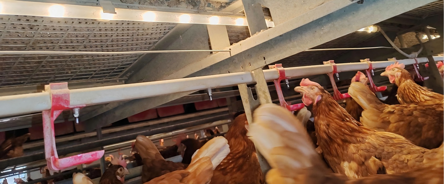 Fayin: Danxin yin bu fuhe dongwu fulì biaozhun er bei taotai? Ouzhou de fulì jīlóng yangzhi xitong keyi manzu nin de xuqiu.