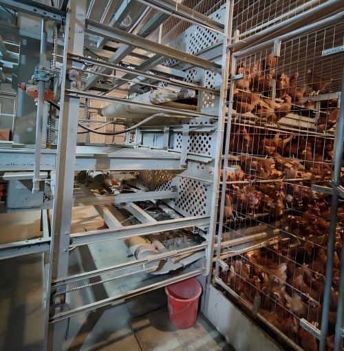 Cages de bien‑être conformes aux tendances européennes en matière de bien‑être animal, équipées d’une alimentation, d’un abreuvement, d’un ramassage des œufs et d’une évacuation du fumier entièrement automatisés, ainsi que d’un contrôle intelligent du climat, offrant un service clé en main de la conception du poulailler à l’installation et à la mise en service.
