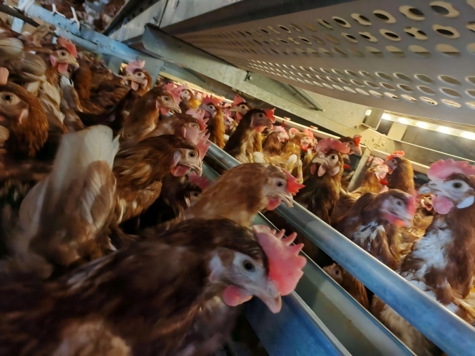 De l’élevage en cages à l’élevage en plein air : une solution unique pour la fourniture de cages conformes au bien‑être animal selon les normes de l’UE et d’équipements agricoles entièrement automatisés.