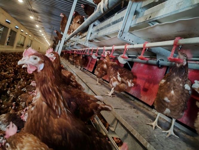 De l’élevage en cages à l’élevage en plein air : une solution unique pour la fourniture de cages conformes au bien‑être animal selon les normes de l’UE et d’équipements agricoles entièrement automatisés.