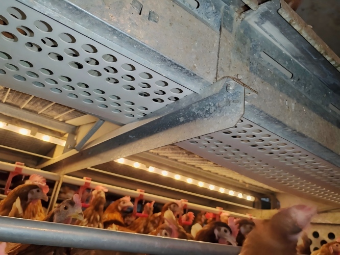 De l’élevage en cages à l’élevage en plein air : une solution unique pour la fourniture de cages conformes au bien‑être animal selon les normes de l’UE et d’équipements agricoles entièrement automatisés.