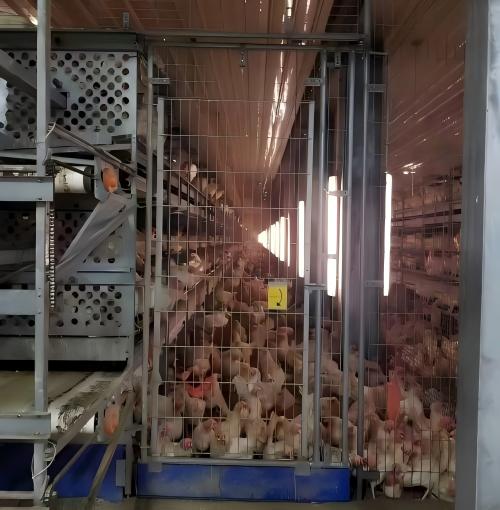 Nous fournissons à des élevages de poules dans le monde entier des cages pour pondeuses et des systèmes avicoles entièrement automatisés conformes aux normes de bien‑être de l’UE. N’hésitez pas à nous contacter pour discuter de votre projet d’achat.