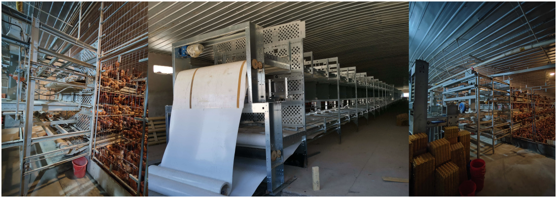 Alimentation automatique, abreuvement automatique, collecte automatique des œufs, évacuation automatique du fumier et contrôle automatique du climat : dans ce système de cages de bien‑être, tout fonctionne en mode entièrement automatisé.